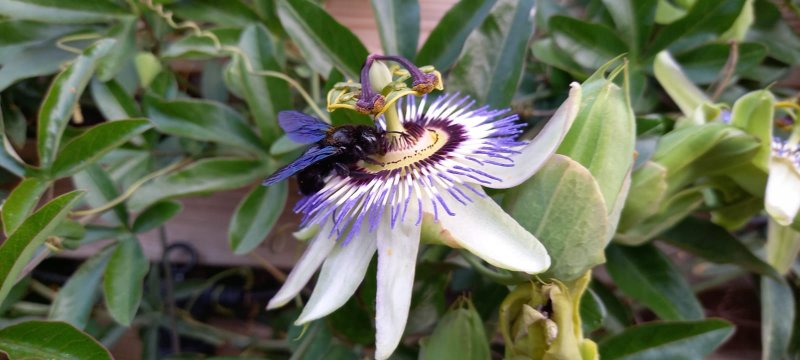 ABEILLE CHARPENTIERE. Fay, dans notre jardin. Juin. Abeille charpentière se délectant d’une passiflore. LOLA et MALO